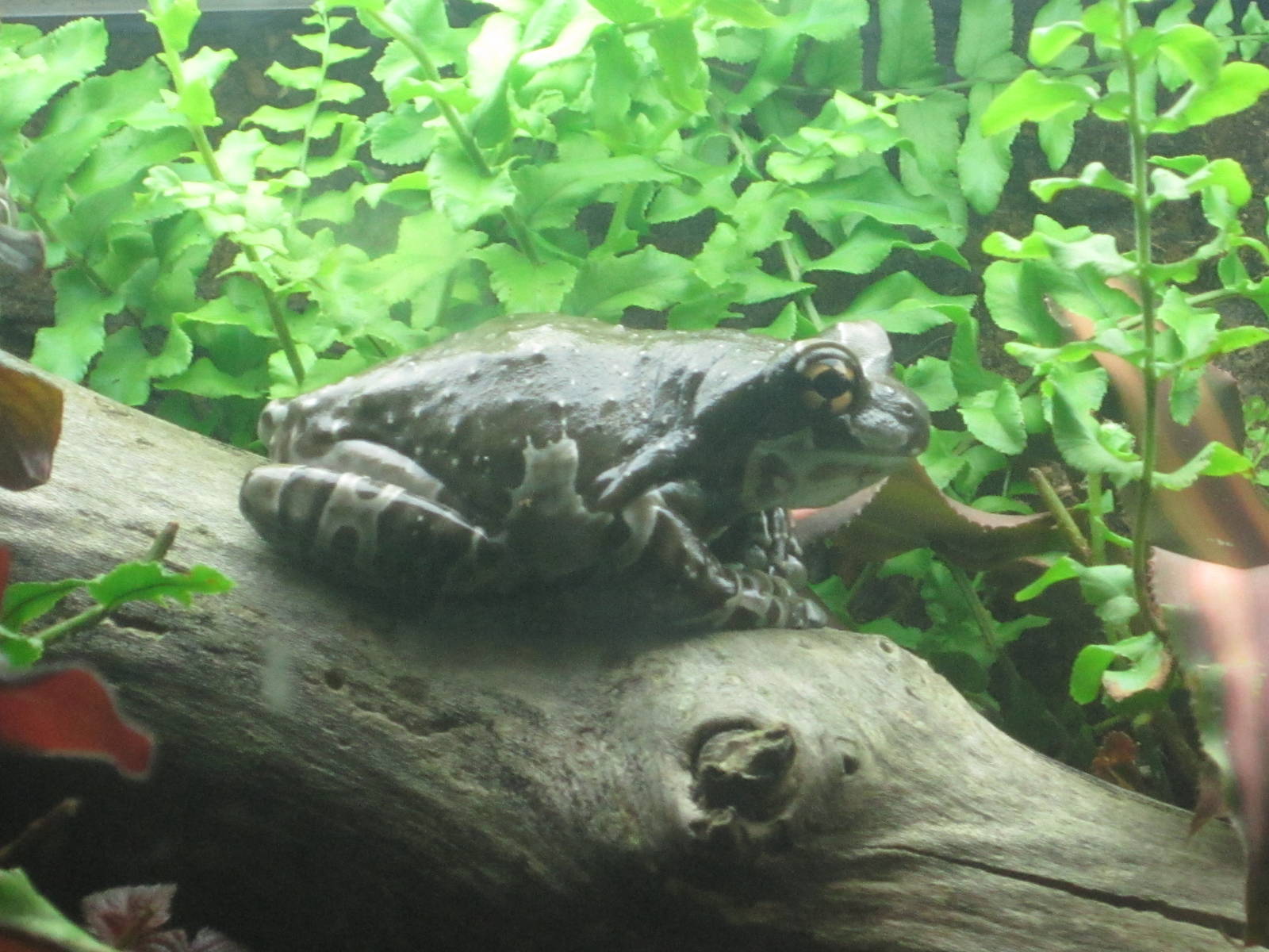 Oct. 2013 - Reptile House - Amazon Milk Frog