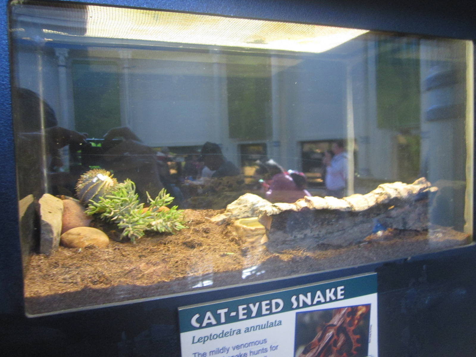 Oct. 2013 - Reptile House - Cat-eyed Snake Exhibit