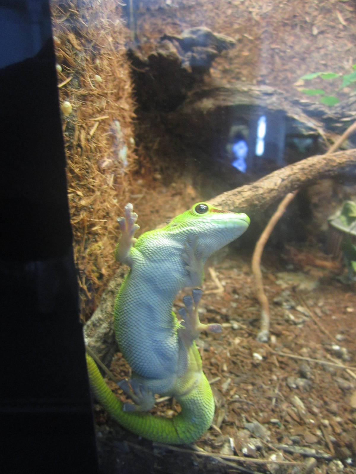 Oct. 2013 - Reptile House - Madagascar Giant Day Gecko