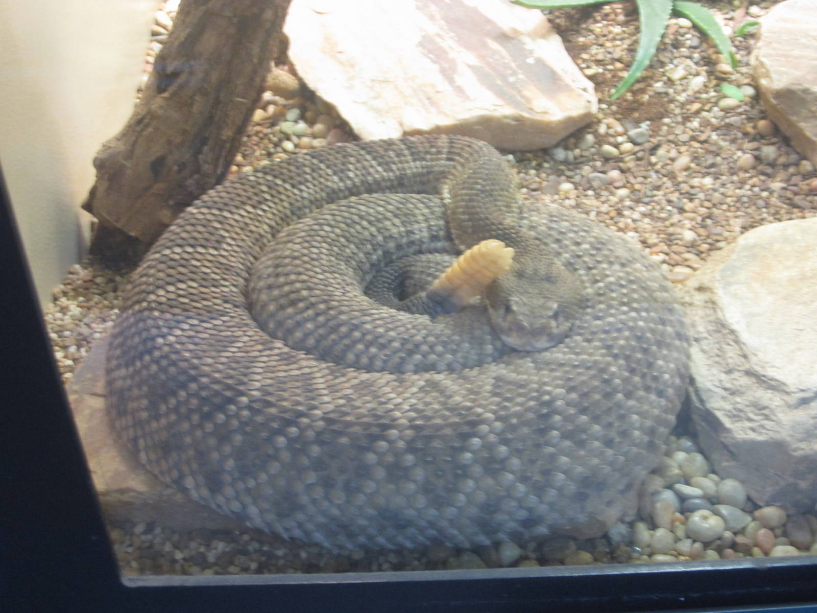 Oct. 2013 - Reptile House - Mexican West Coast Rattlesnake