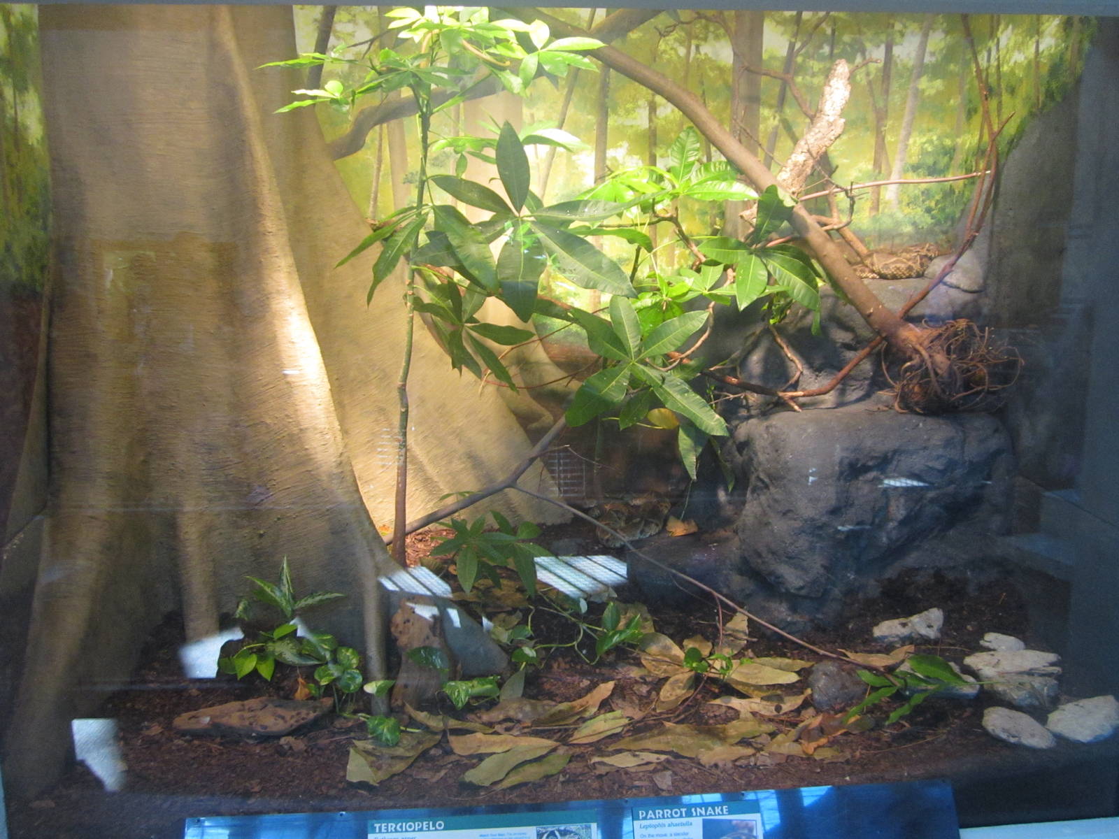 Oct. 2013 - Reptile House - Parrot Snake + Terciopelo Exhibit