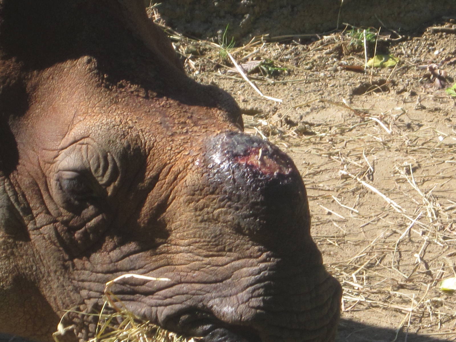 Oct. 2013 - Rhino Reserve - Manjula's Cut Off Horn