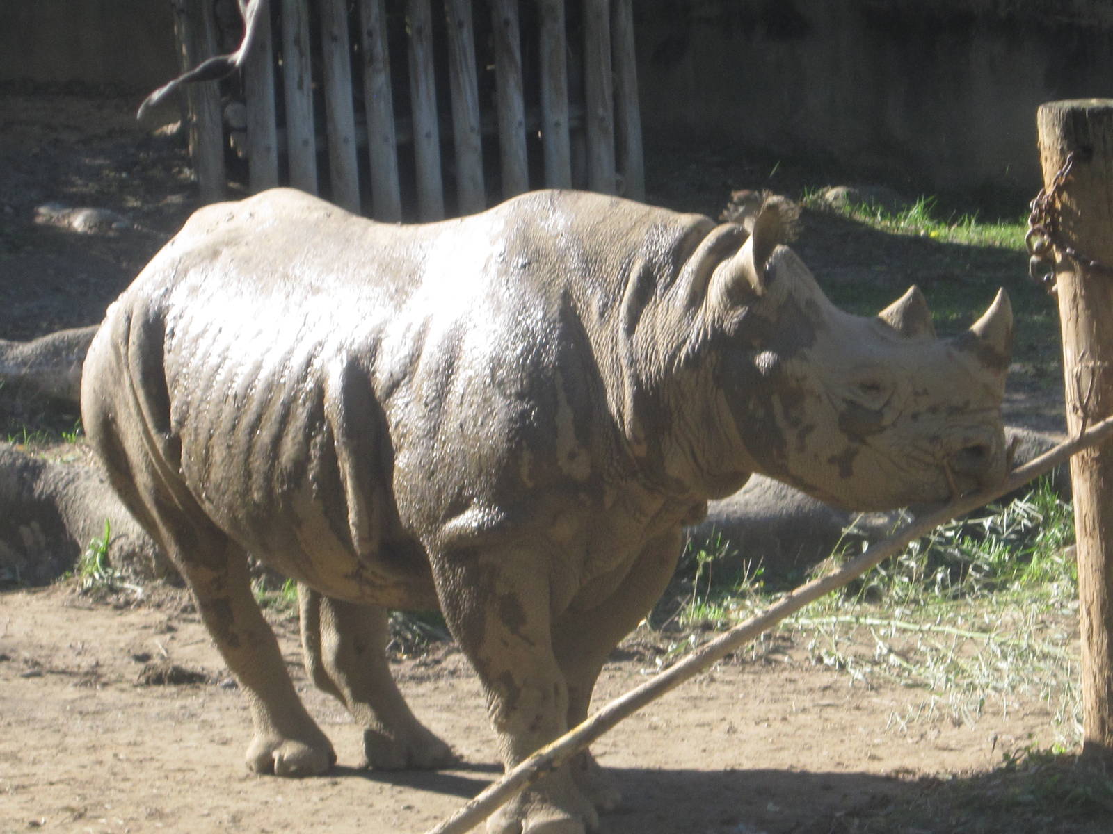 Oct. 2013 - Rhino Reserve - New Black Rhino, Seyia