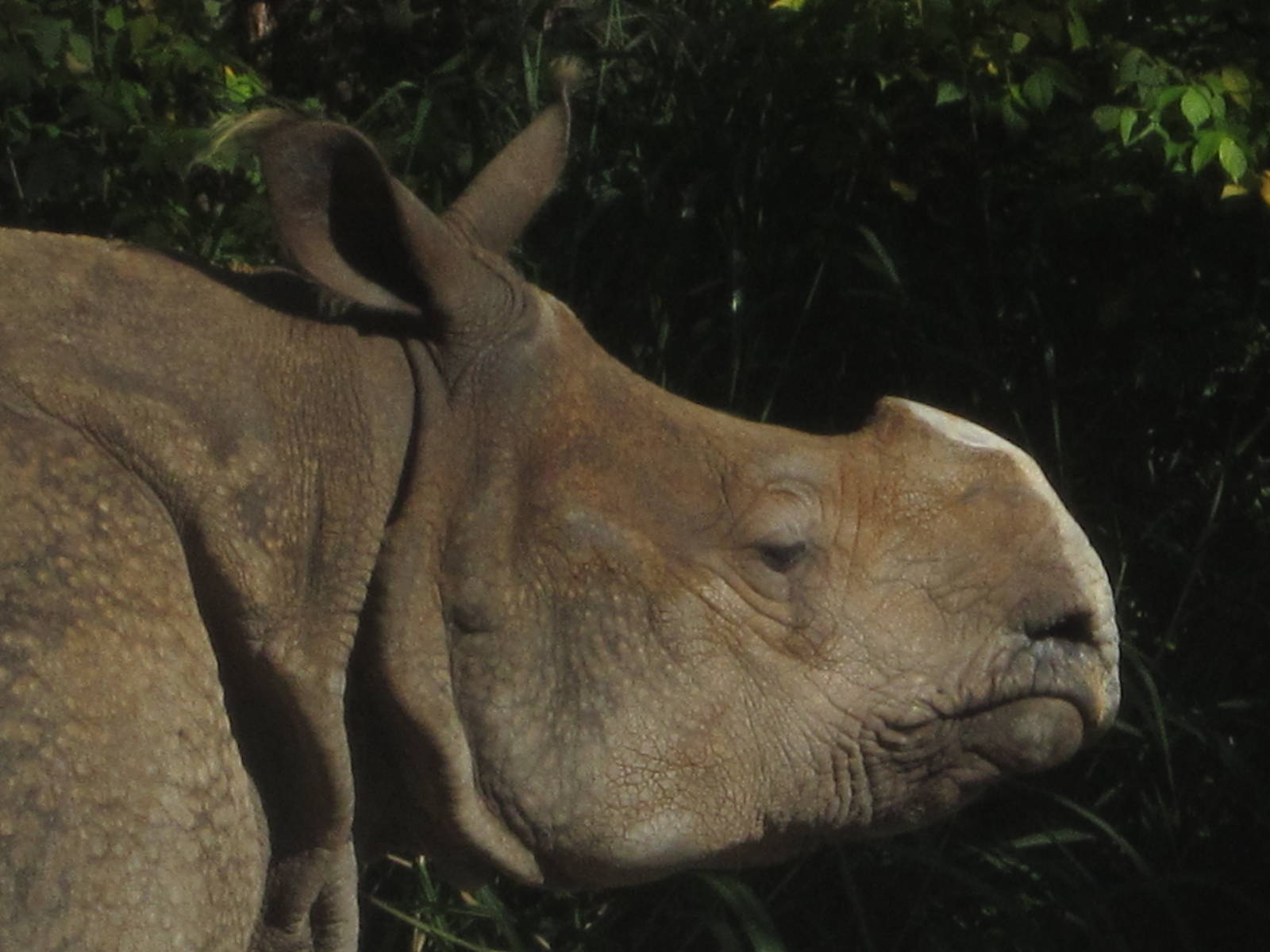Oct. 2013 - Rhino Reserve - Nikki