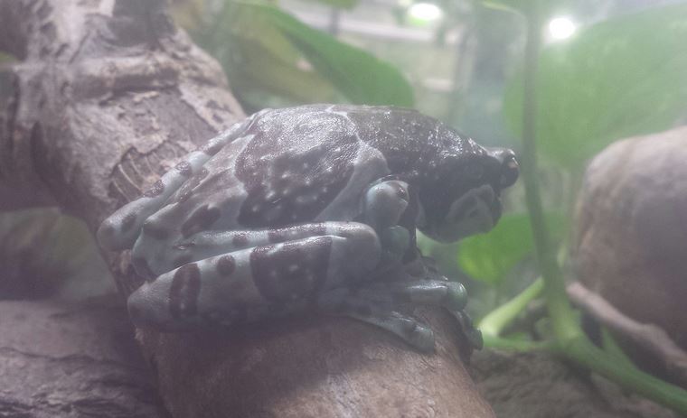 Oct. 2013 - The RainForest - Amazon Milk Frog