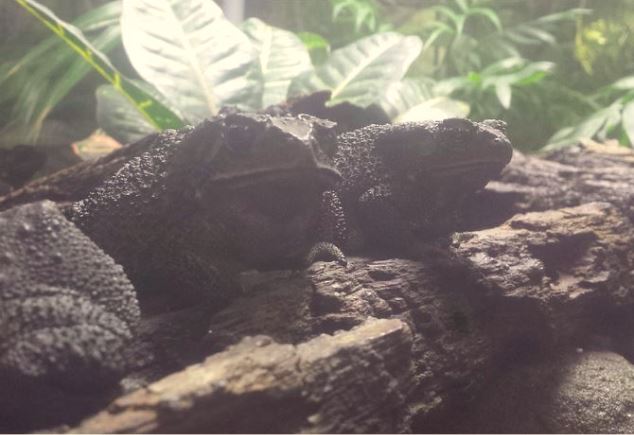 Oct. 2013 - The RainForest - Black-spined Toads