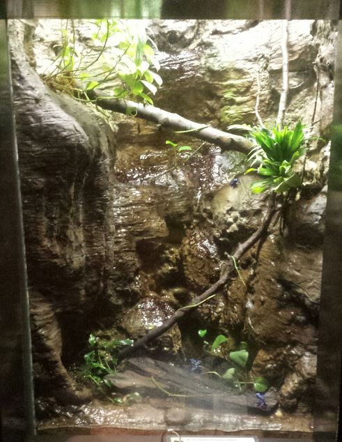 Oct. 2013 - The RainForest - Blue Poison Dart Frog Exhibit