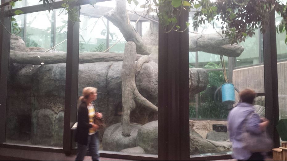 Oct. 2013 - The RainForest - Bornean Orangutan Exhibit