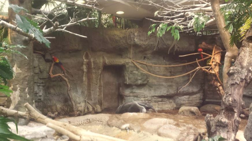 Oct. 2013 - The RainForest - Capybara + Giant Anteater + Scarlet Macaw Exhi