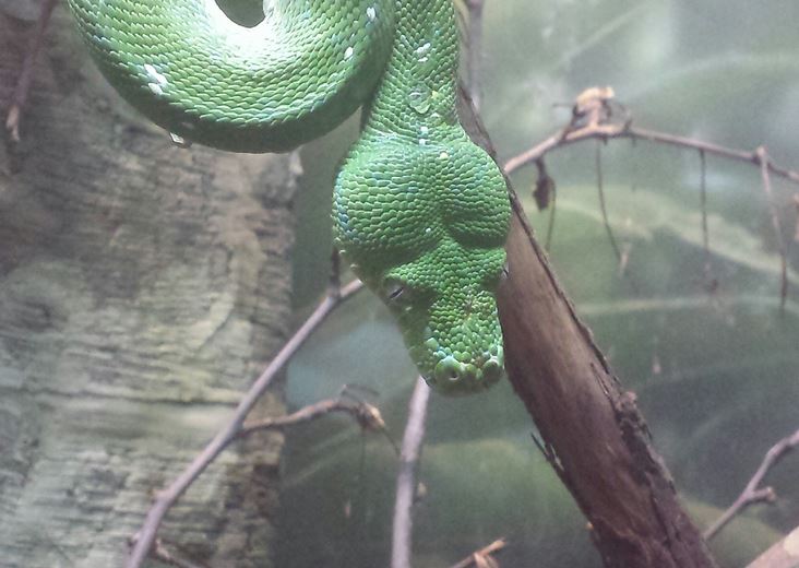Oct. 2013 - The RainForest - Emerald Tree Boa