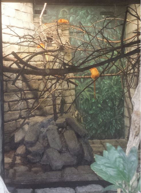 Oct. 2013 - The RainForest - Golden Lion Tamarin Exhibit