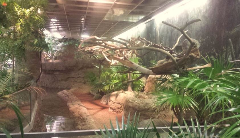 Oct. 2013 - The RainForest - Linnaeus's Two-toed Sloth + Prehensile-tailed