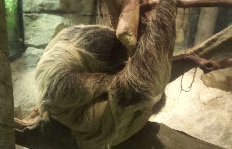 Oct. 2013 - The RainForest - Linnaeus's Two-toed Sloth