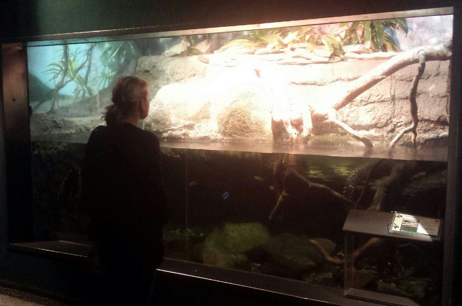 Oct. 2013 - The RainForest - Lower Forest Exhibit