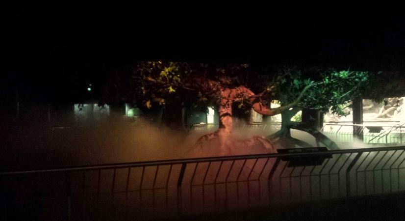 Oct. 2013 - The RainForest - Lower Forest Simulated Thunderstorm Exhibit (D