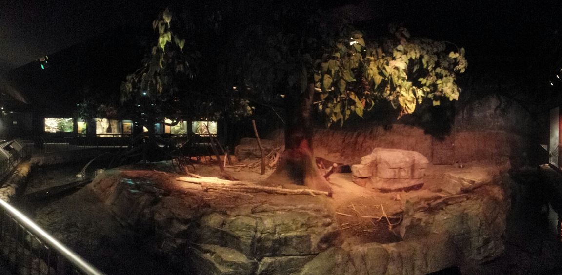 Oct. 2013 - The RainForest - Lower Forest Simulated Thunderstorm Exhibit