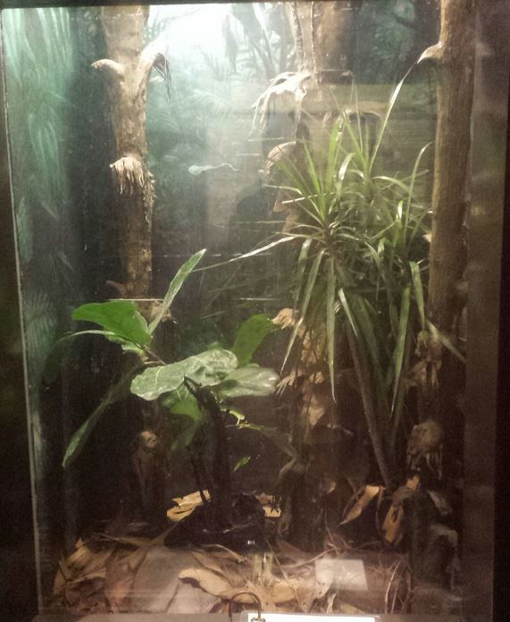 Oct. 2013 - The RainForest - Madagascar Leaf-tailed Gecko Exhibit