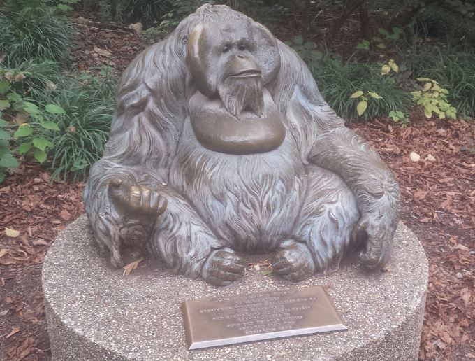 Oct. 2013 - The RainForest - Old Man of the Forest