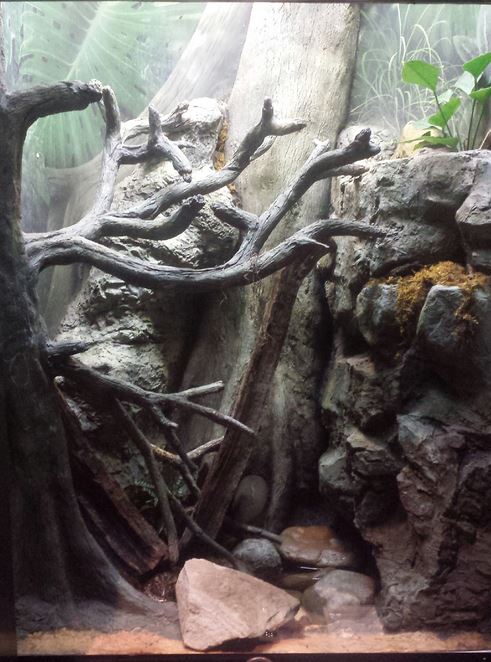 Oct. 2013 - The RainForest - Ornate Horned Frog Exhibit