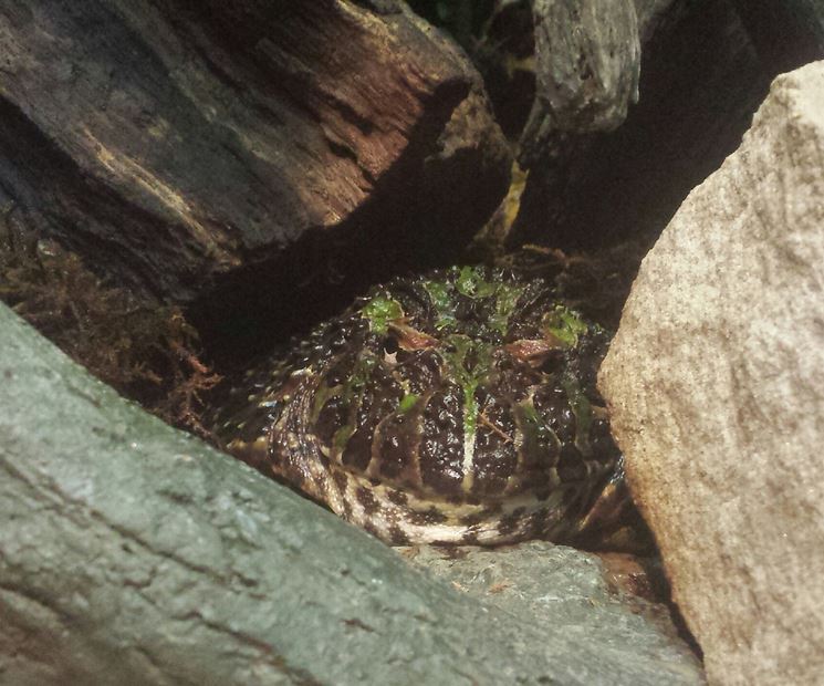 Oct. 2013 - The RainForest - Ornate Horned Frog