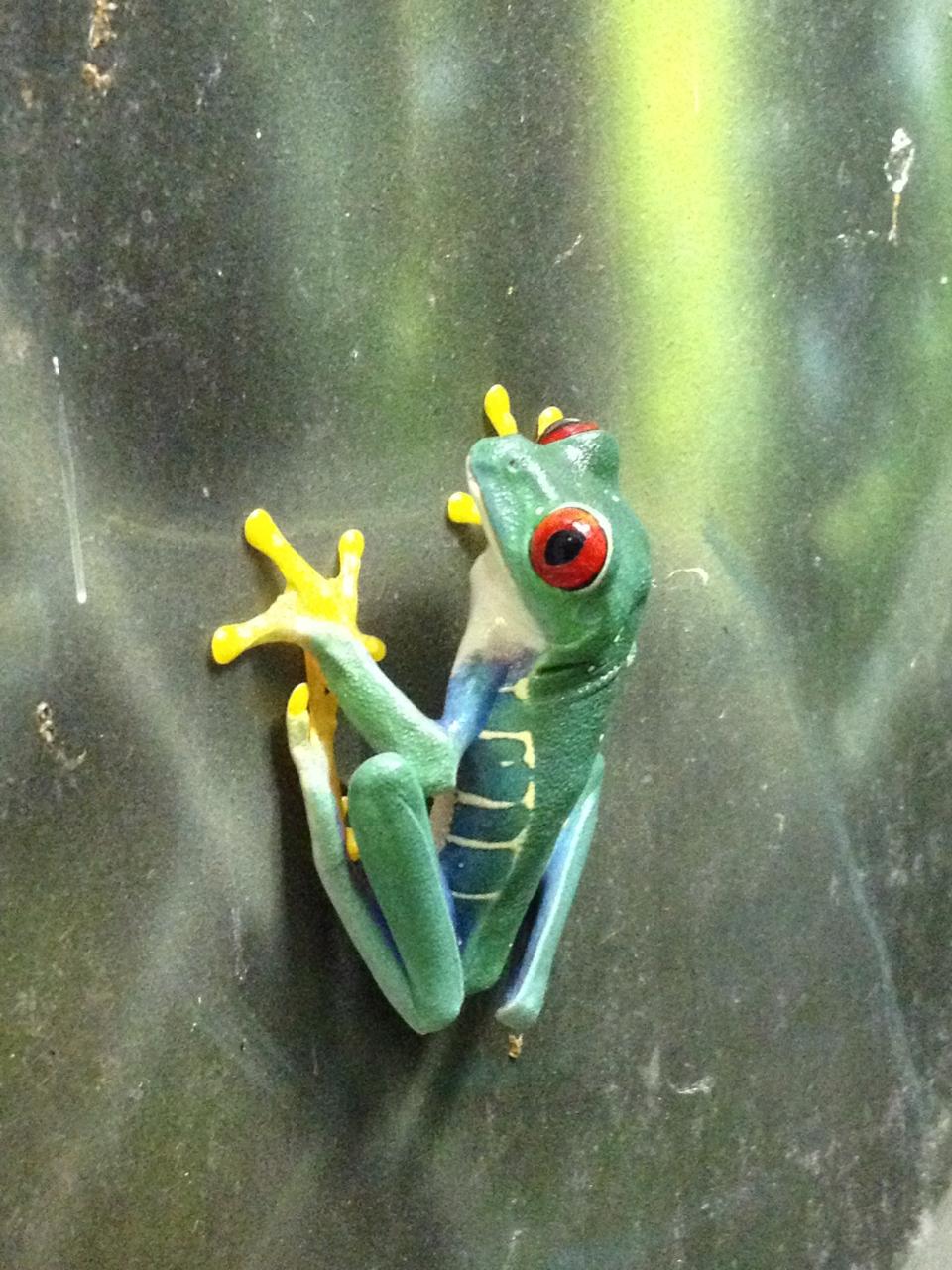 Oct. 2013 - The RainForest - Red-eyed Green Tree Frog