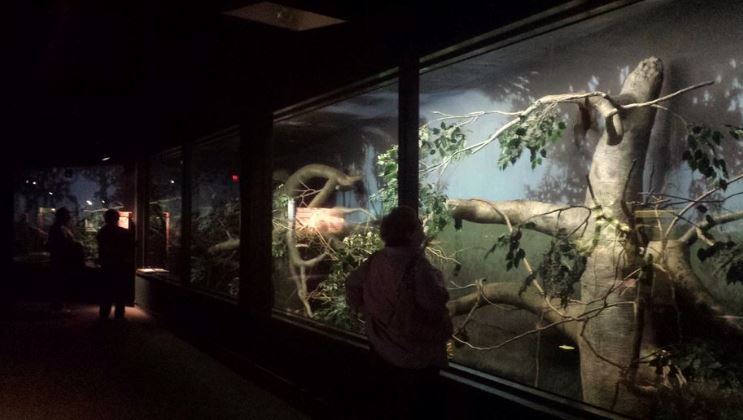 Oct. 2013 - The RainForest - Rodrigues + Straw-colored Fruit Bat Exhibit