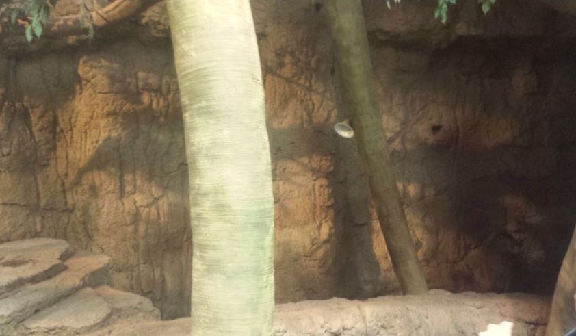 Oct. 2013 - The RainForest - Separate Male Capybara Exhibit