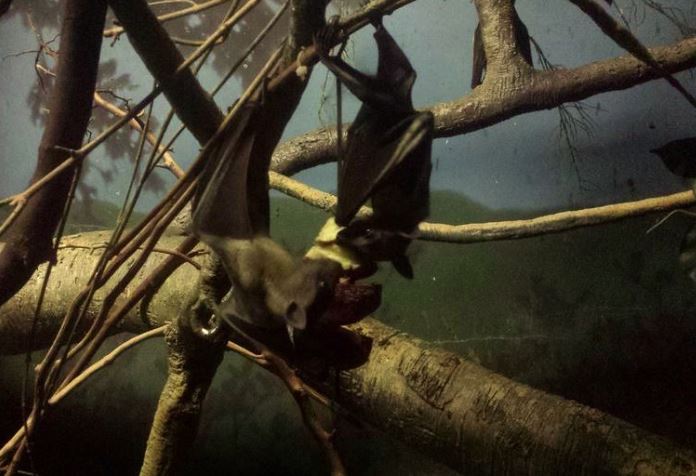 Oct. 2013 - The RainForest - Straw-colored Fruit Bats