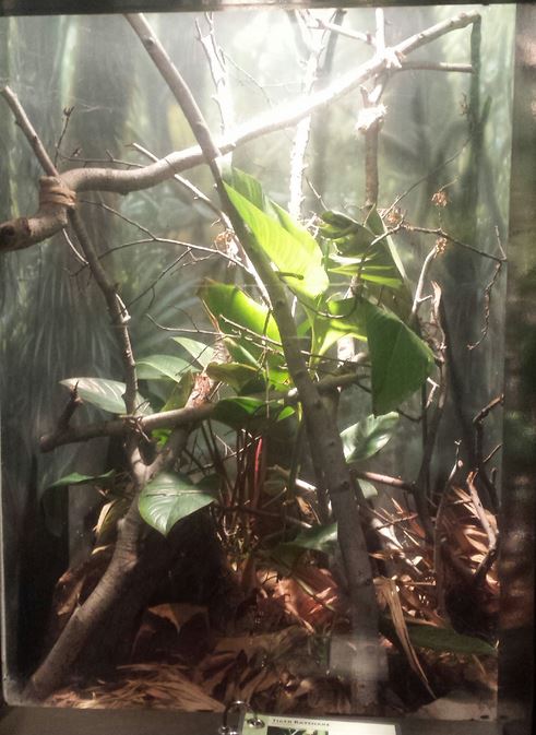 Oct. 2013 - The RainForest - Tiger Ratsnake Exhibit