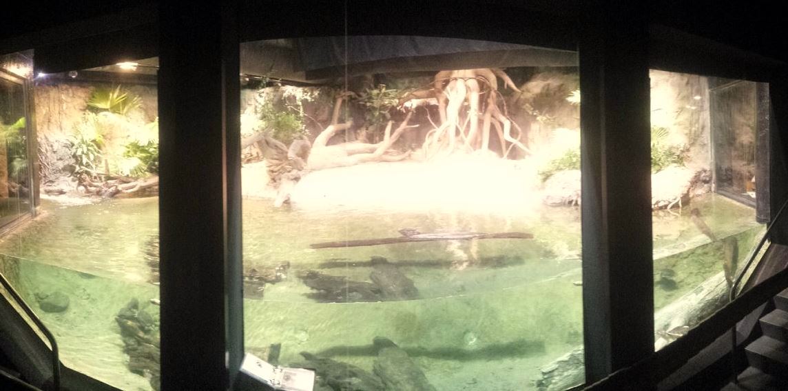 Oct. 2013 - The RainForest - Turtle + Fish Exhibit (No Gharial)