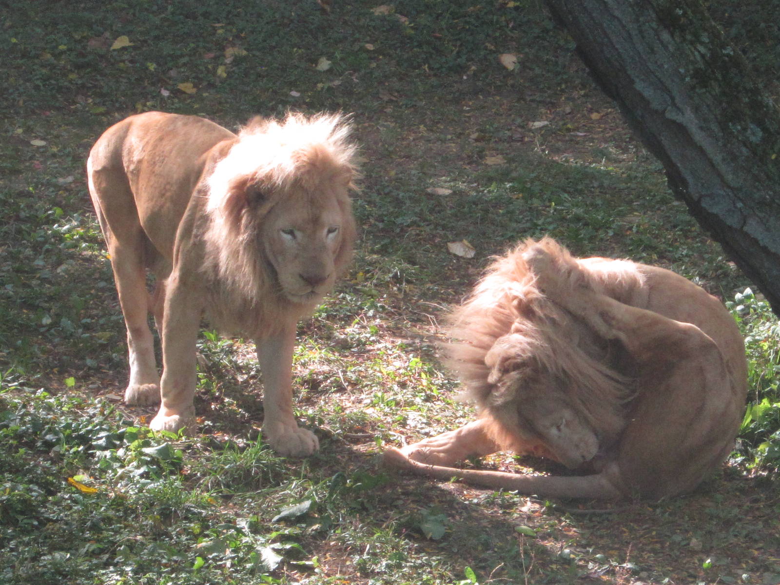 Oct. 2013 - White Lions of Timbavati - Sunshine + Future