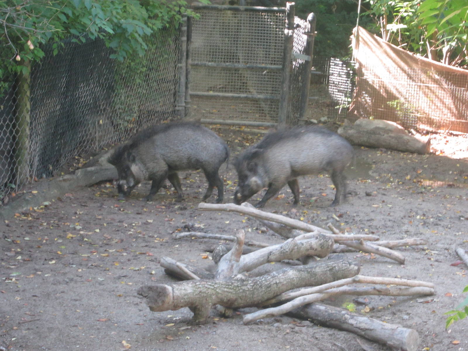 Oct. 2013 - Wildlife Canyon - Visayan Warty Pigs