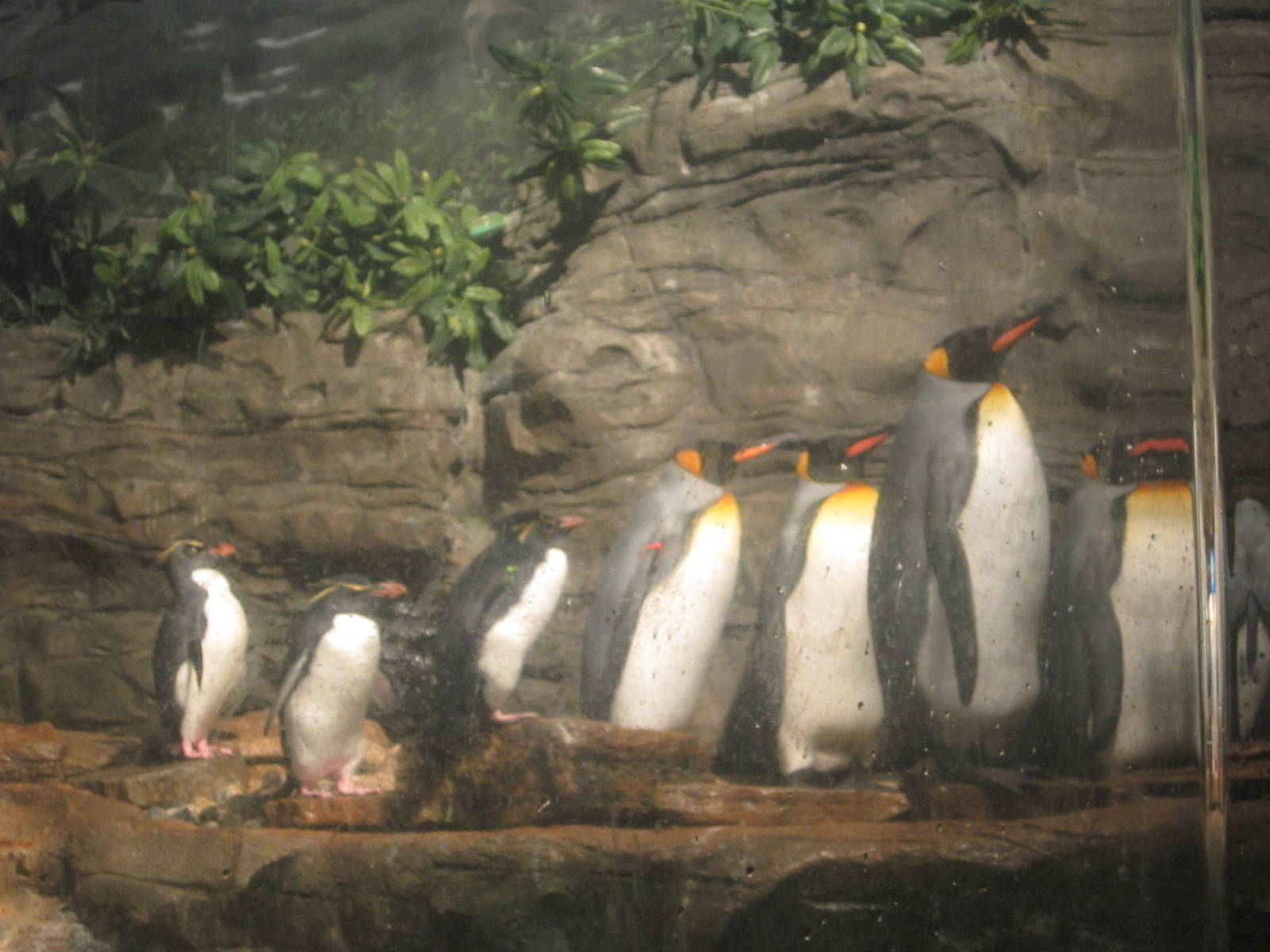 Oct. 2013 - Wings of the World - Southern Rockhopper + King Penguins