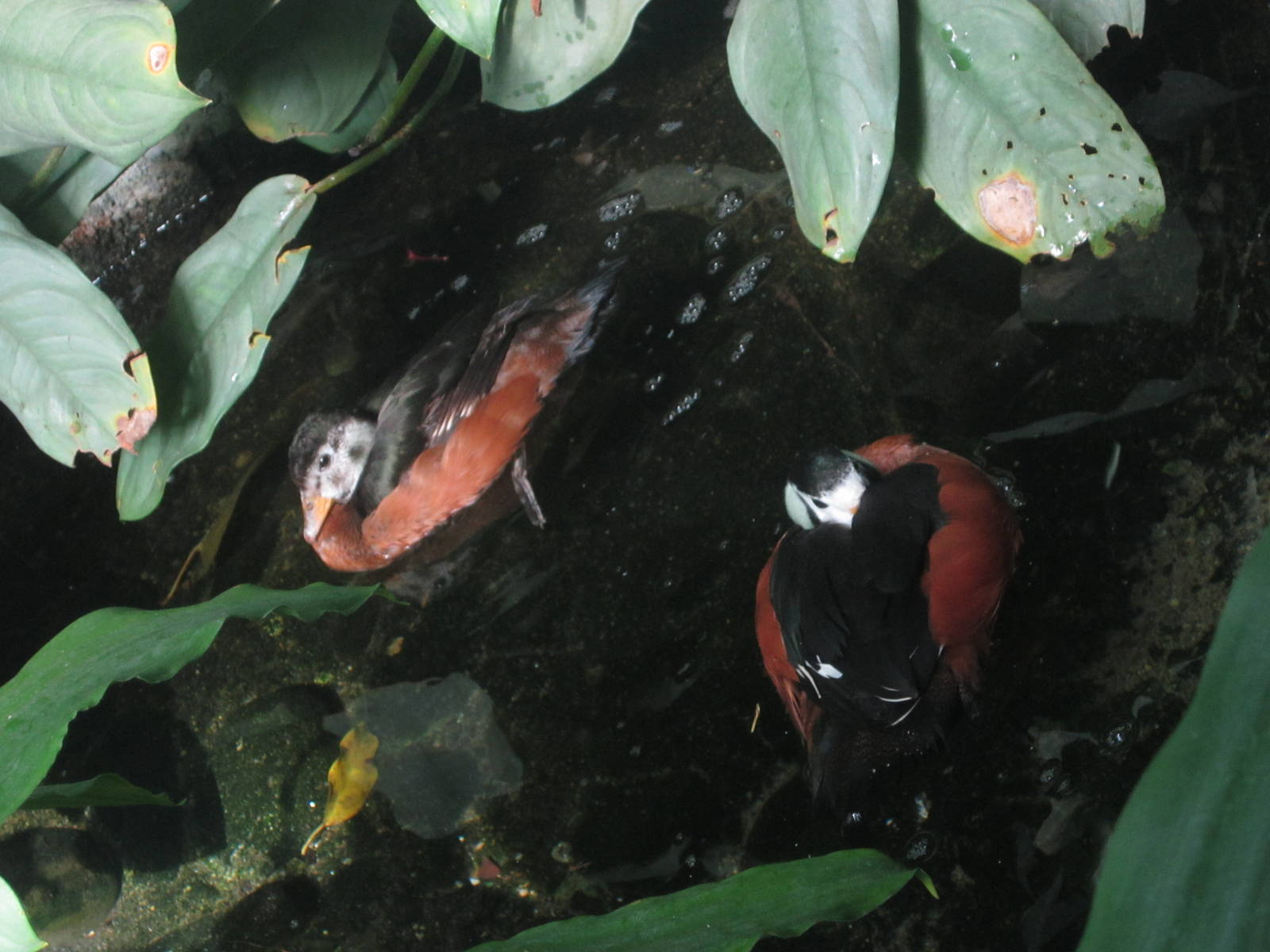 Oct. 2013 - World of the Insect - African Pygmy Geese