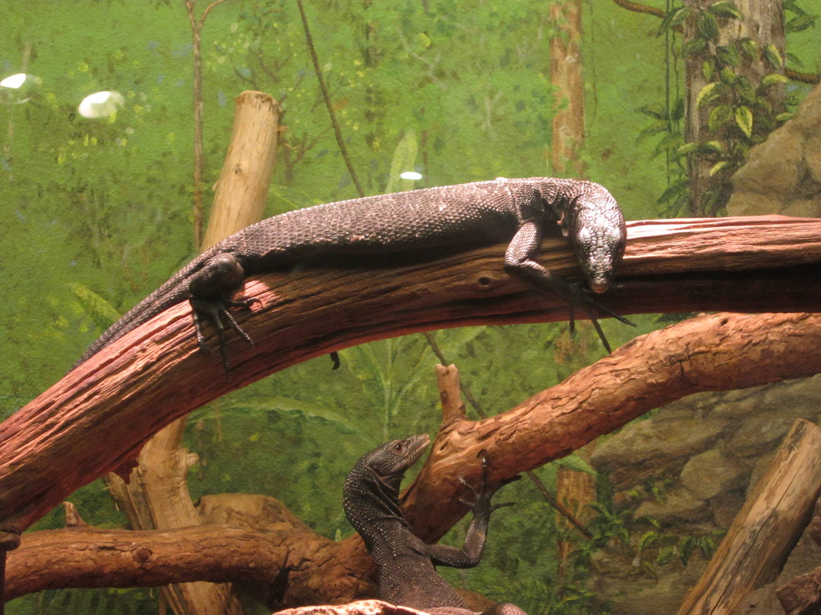 Oct. 2013 - World of the Insect - Black Tree Monitors