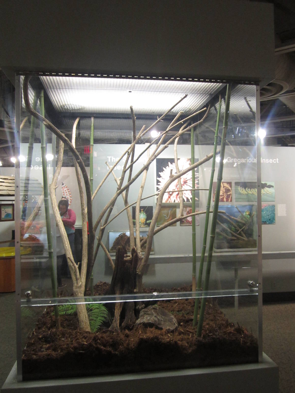 Oct. 2013 - World of the Insect - Giant Walking Stick + Malayan Leaf Katydi