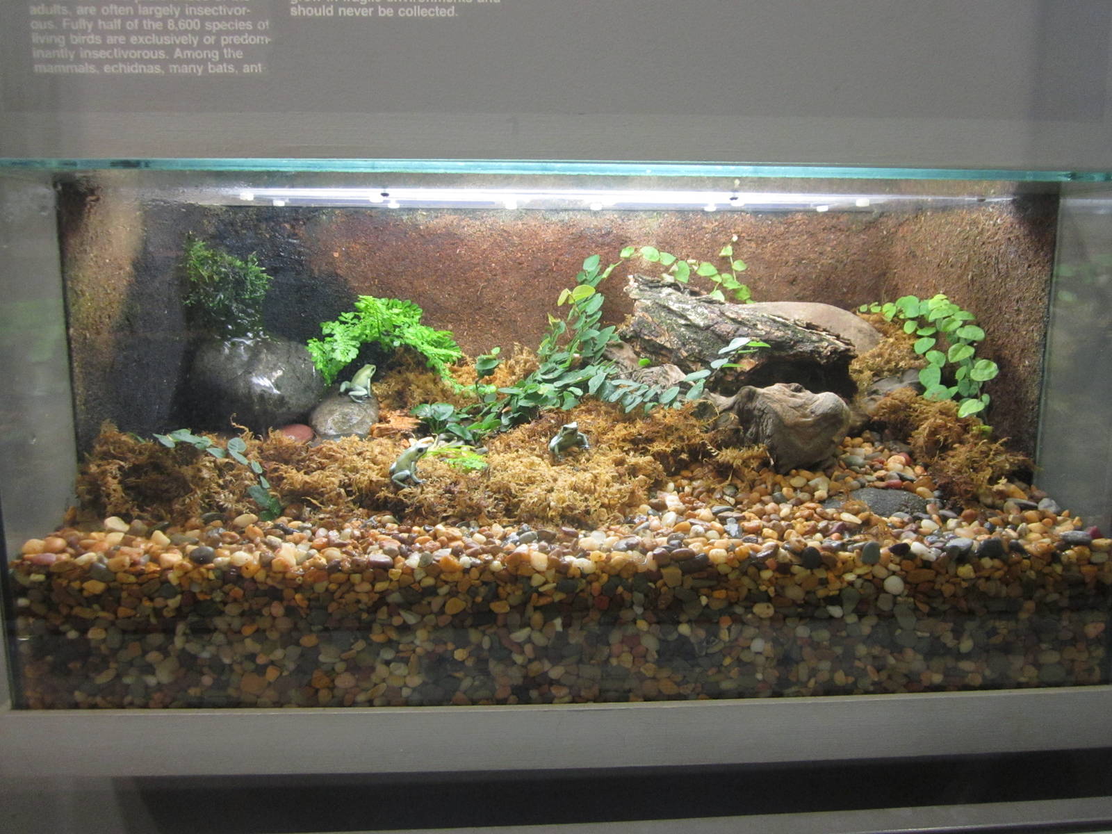 Oct. 2013 - World of the Insect - Golden Poison Frog Exhibit