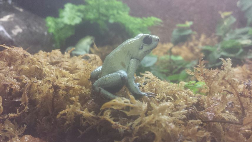 Oct. 2013 - World of the Insect - Golden Poison Frog