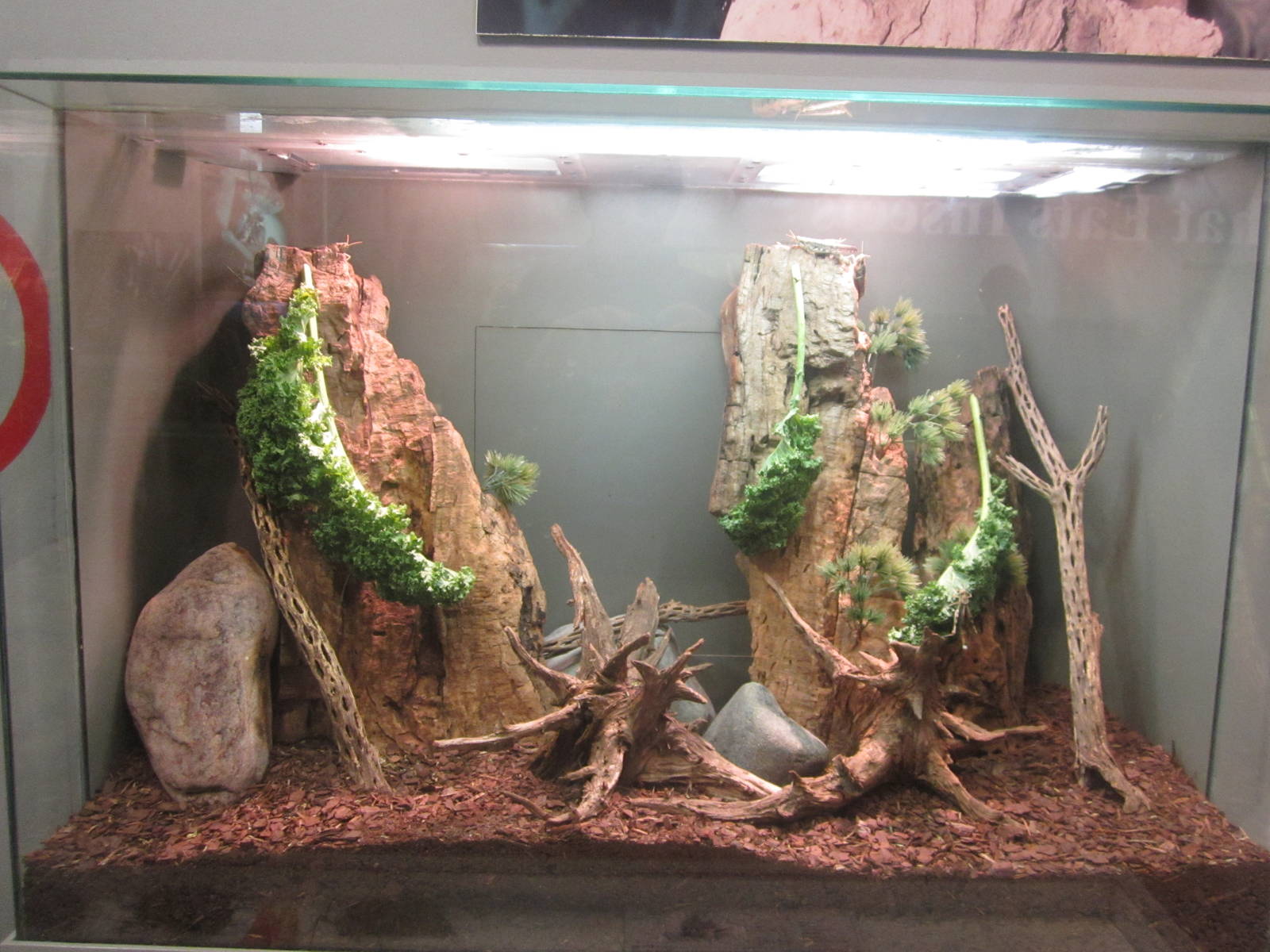 Oct. 2013 - World of the Insect - Grey Bird Grasshopper Exhibit