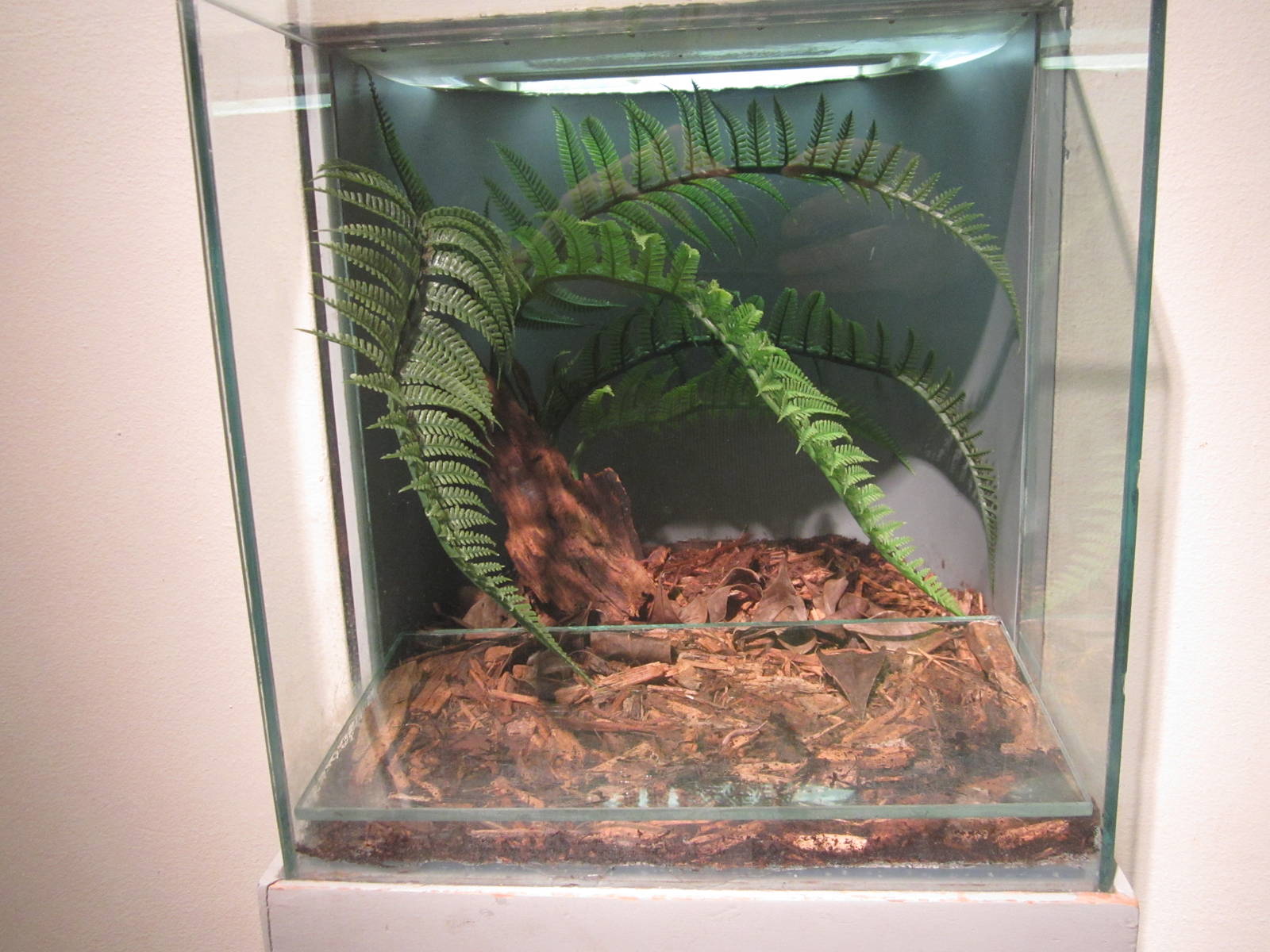 Oct. 2013 - World of the Insect - Vietnamese Centipede Exhibit