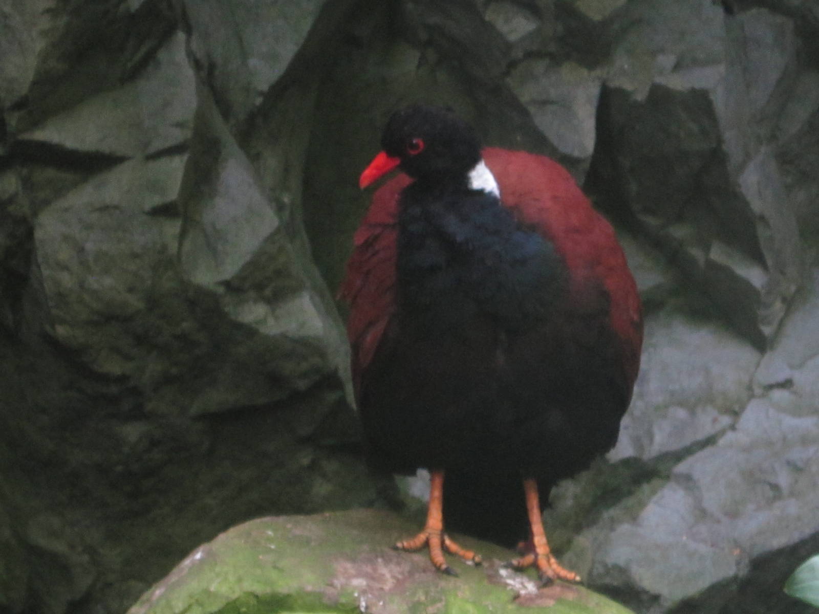 Oct. 2013 - World of the Insect - White-naped Pheasant Pigeon