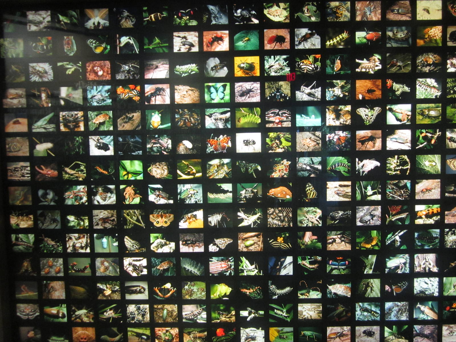 Oct. 2013 - World of the Insect