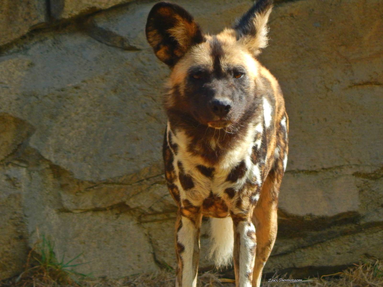 Oct. 2014 - Africa - African Painted Valley - Imara