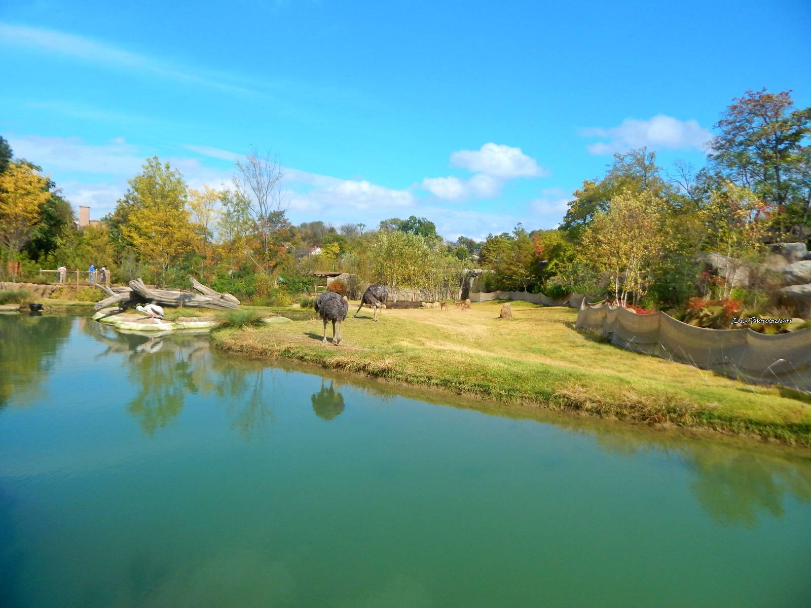Oct. 2014 - Africa - African Plains Exhibit (Will Be 9 Species)