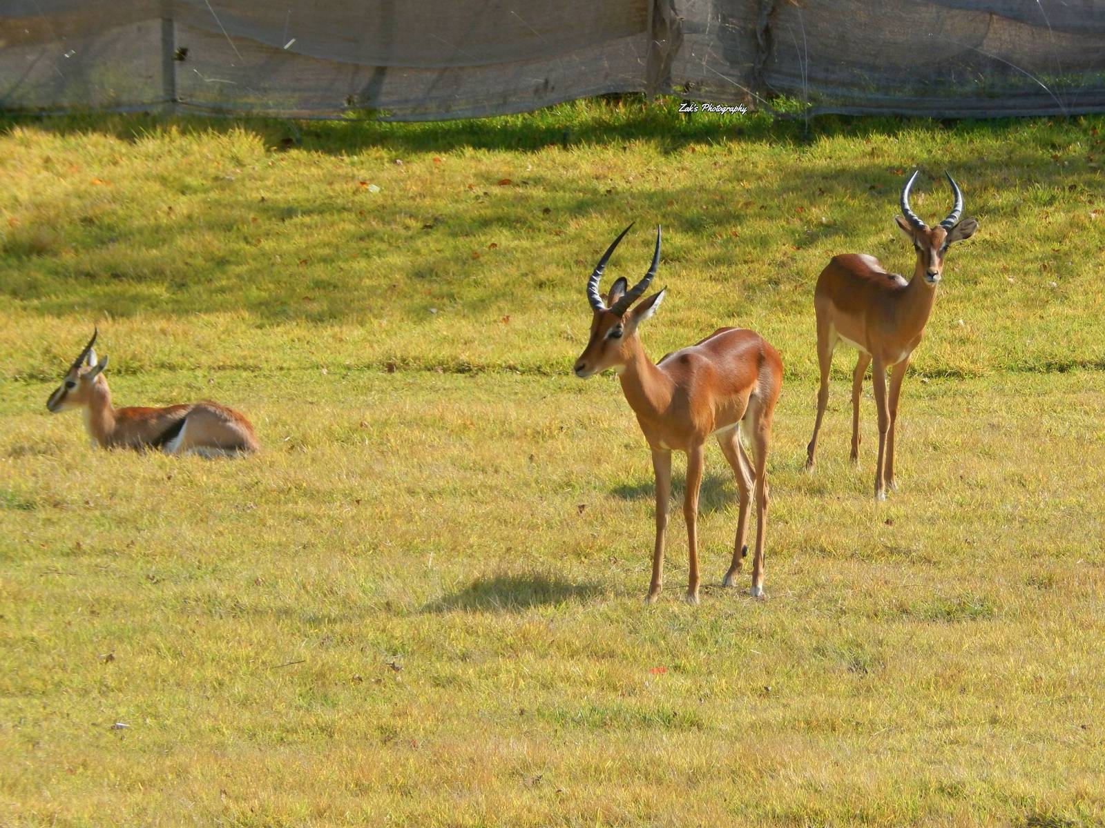 Oct. 2014 - Africa - African Plains - Thomson's Gazelle + Impala (New 2014!