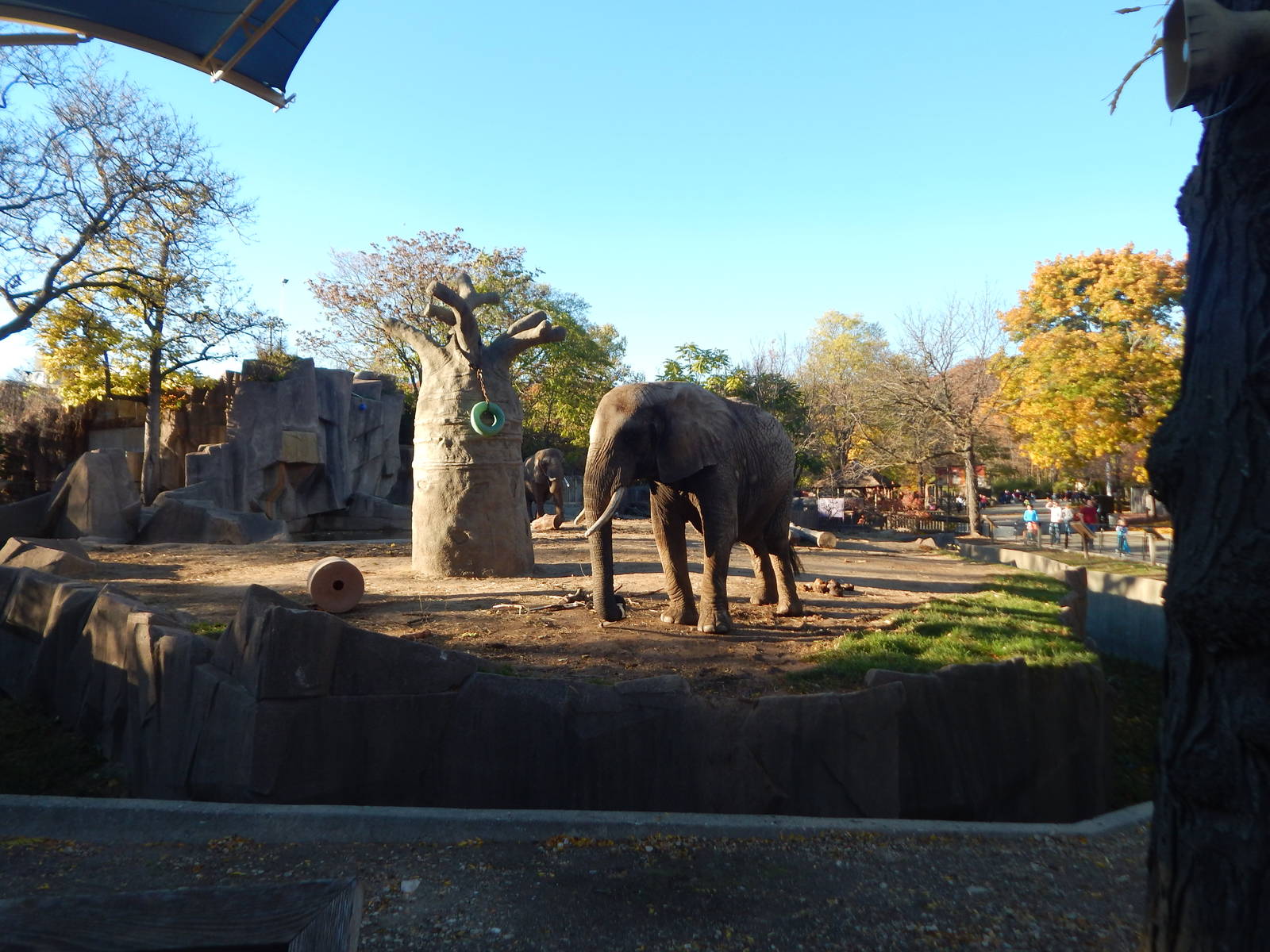 Oct. 2014 - Africa-Asia-South America - African Bush Elephant Exhibit