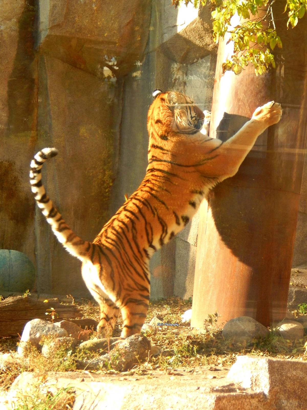 Oct. 2014 - Africa-Asia-South America - Amur Tiger