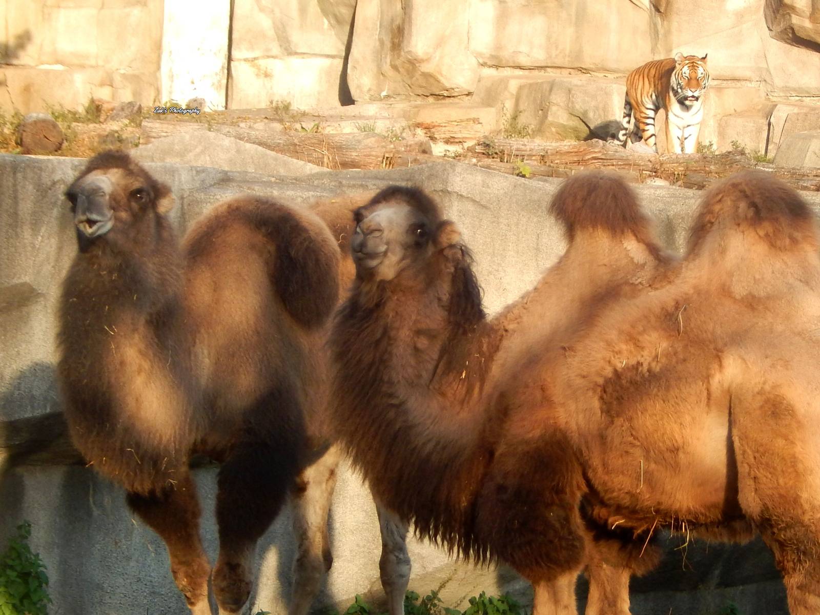 Oct. 2014 - Africa-Asia-South America - Bactrian Camels + Amur Tiger