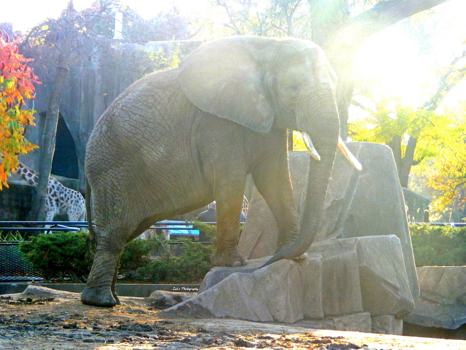 Oct. 2014 - Africa-Asia-South America - Brittanie