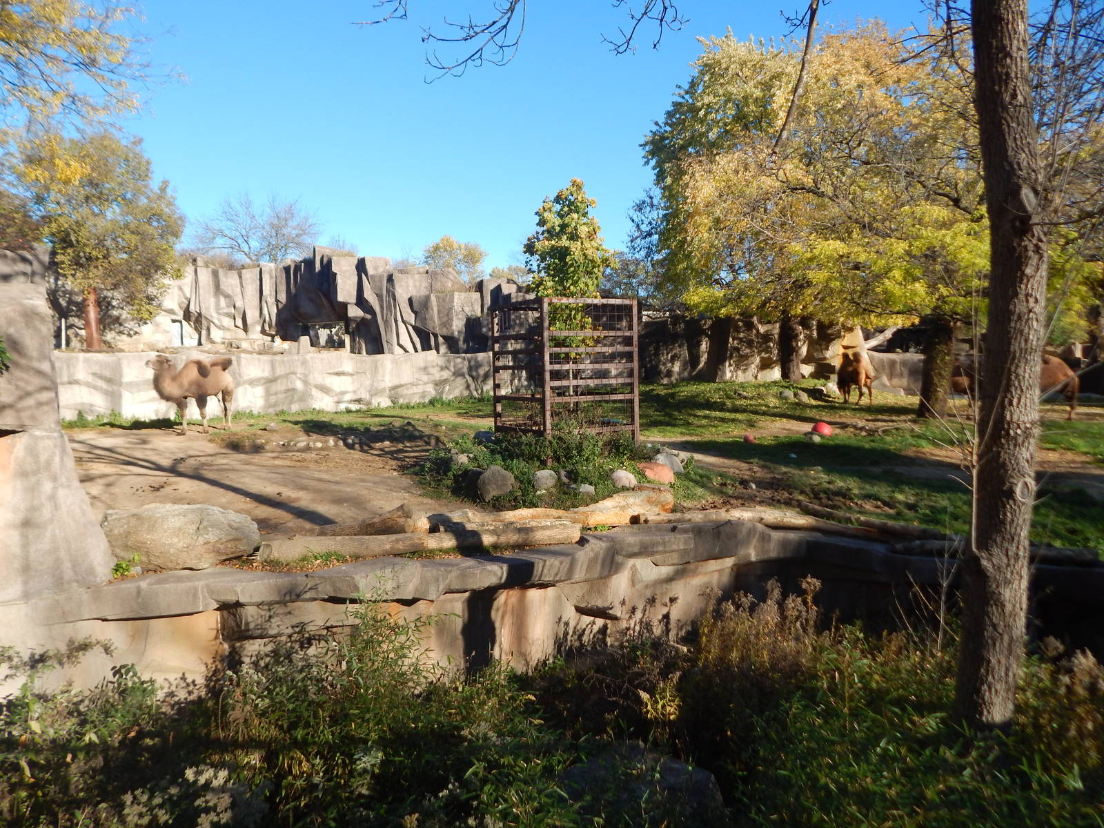 Oct. 2014 - Africa-Asia-South America - Camel + Tiger Exhibit